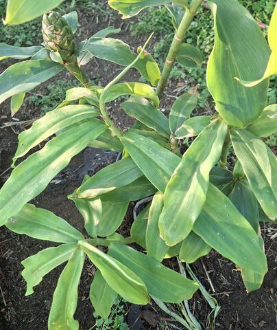 Insulin Plants