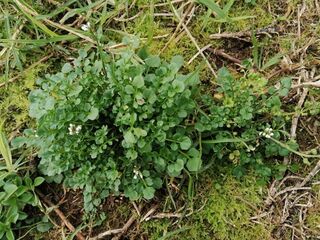 Hairy Bittercress
