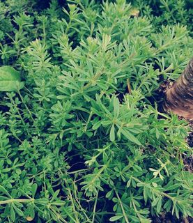 Cleavers - not just for sticking onto clothes!
