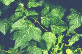 English Ivy - Natural Detergent