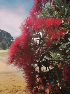 Pōhutukawa Cordial Recipe