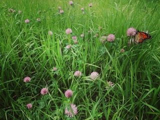 Red Clover Benefits - Get them before the cows do!