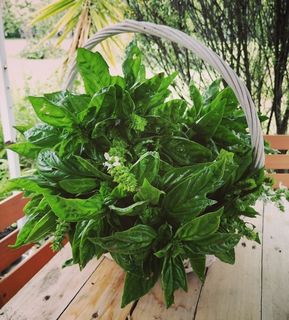 Easy Homemade Herbal Pesto