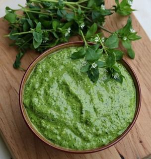 Chickweed Pesto Recipe