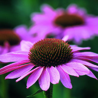How To Make Echinacea Tincture