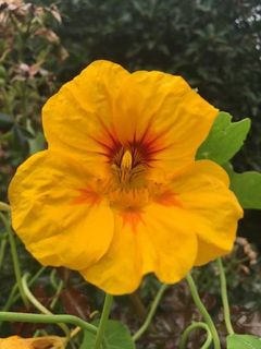 Nasturtiums - Powerfully Antibacterial!