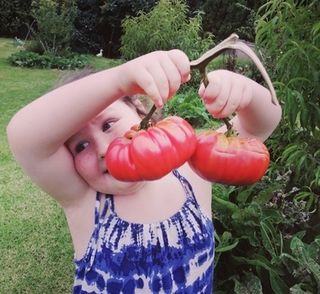 Saving Tomato Seeds Easily