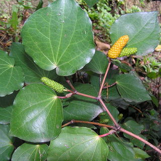 Organic Rongoa | Kailash Herbs