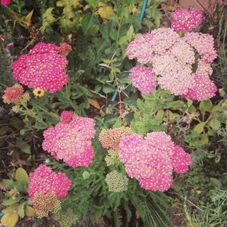 Organic Herb Plants | Kailash Herbs