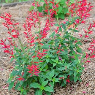 Pineapple Sage Plants