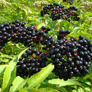Elderberry Plants