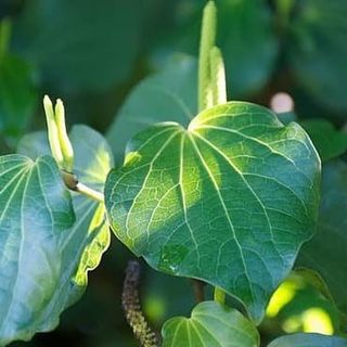 Organic Kawakawa Oil