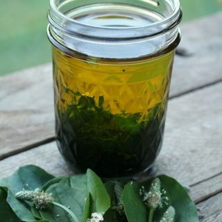 Organic Plantain Oil