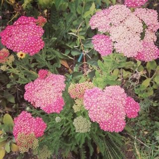 Yarrow (Pink) Plants