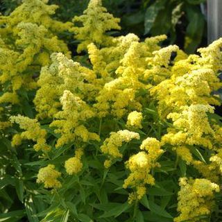 Goldenrod Plants