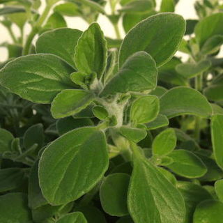 Vicks Herb Plants