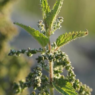 Nettle Plants