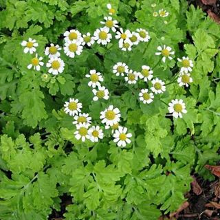 Feverfew Plants