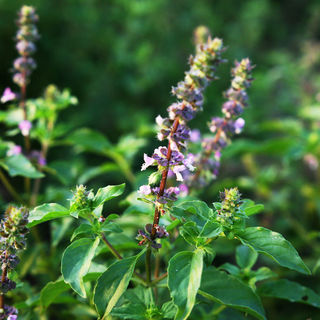 Organic Dried Tulsi Tea