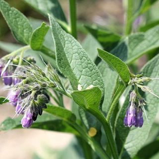 Comfrey - Russion + Medicinal - Plants