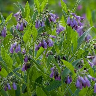 Comfrey Tincture