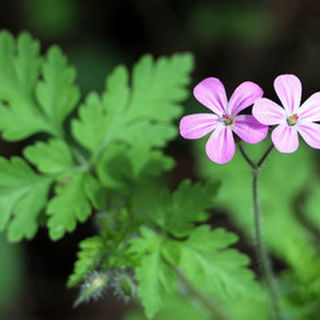 Herb Robert Tincture