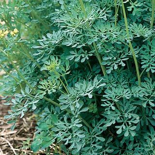 Rue Plants