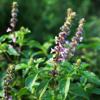 Tulsi Plants