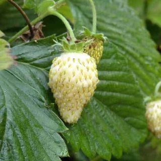 White Alpine Pineapple Strawberry Plants
