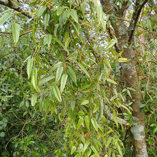 Tātarāmoa Tincture
