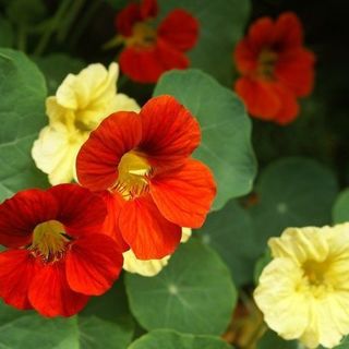 Nasturtium Plants