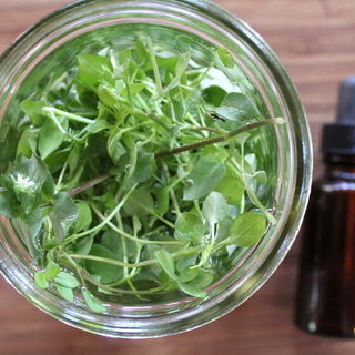 Chickweed Tincture
