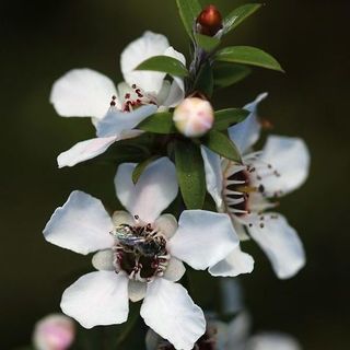 Organic Manuka Hydrosol
