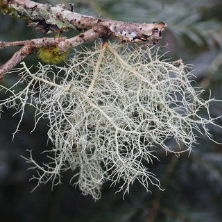 Organic Angi Angi Usnea Oil