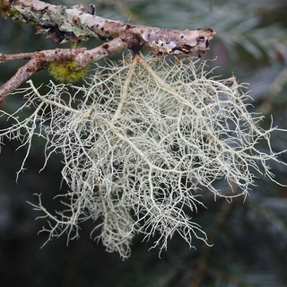 Angi Angi Usnea Tincture