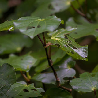Kawakawa Tincture