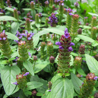 Self Heal Plants