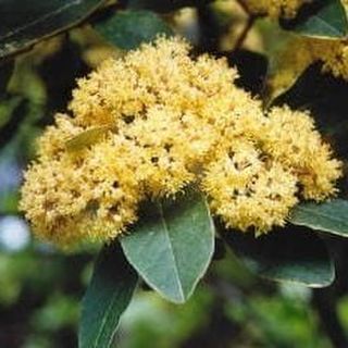 Kūmarahou Tincture