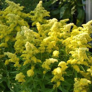 Goldenrod Tincture