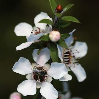 Manuka Tincture