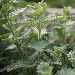 Catnip Plants