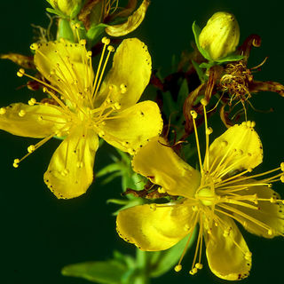 St. John's Wort Plants