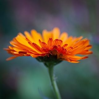 Calendula Tincture