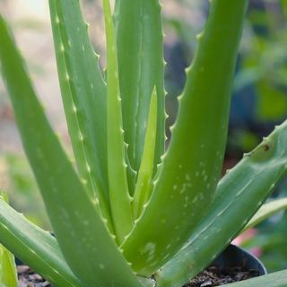 Aloe Vera plants