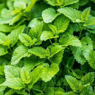 Lemon balm plants