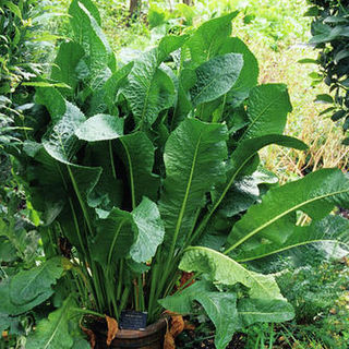 Horseradish Plants