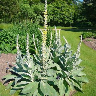 Mullein Plants