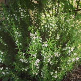 Winter Savory Plants