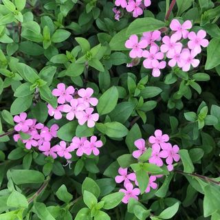 Soapwort plants