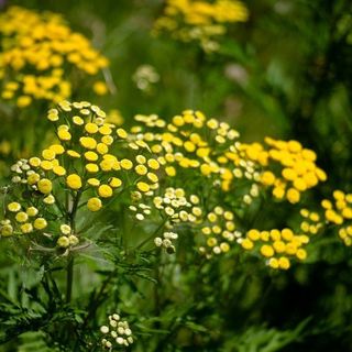 Tansy plants